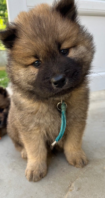 Des Ours De La Petite Sibérie - Eurasier - Portée née le 19/05/2024