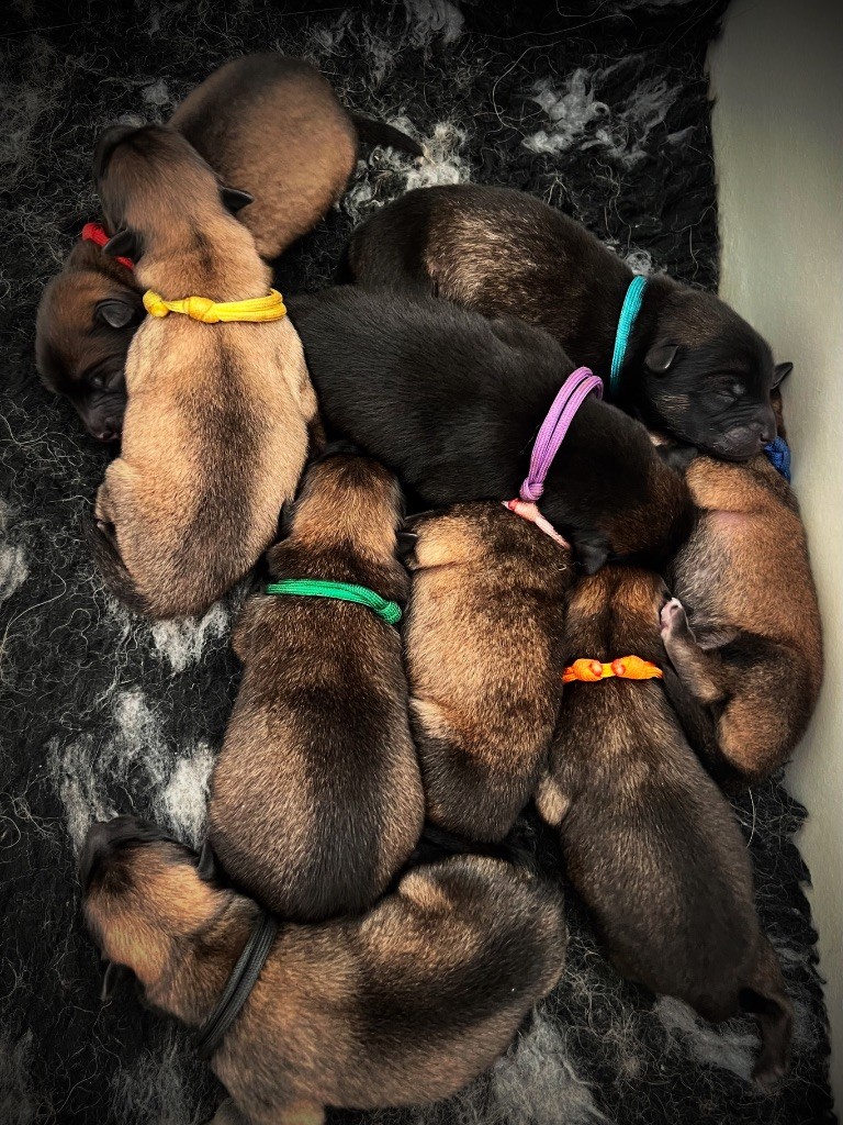 CHIOTS DISPOS ÉTÉ 2025