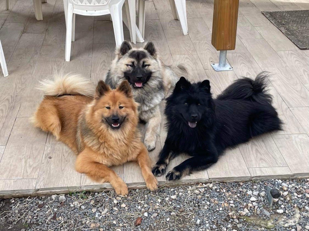 Les chiens de l’élevage