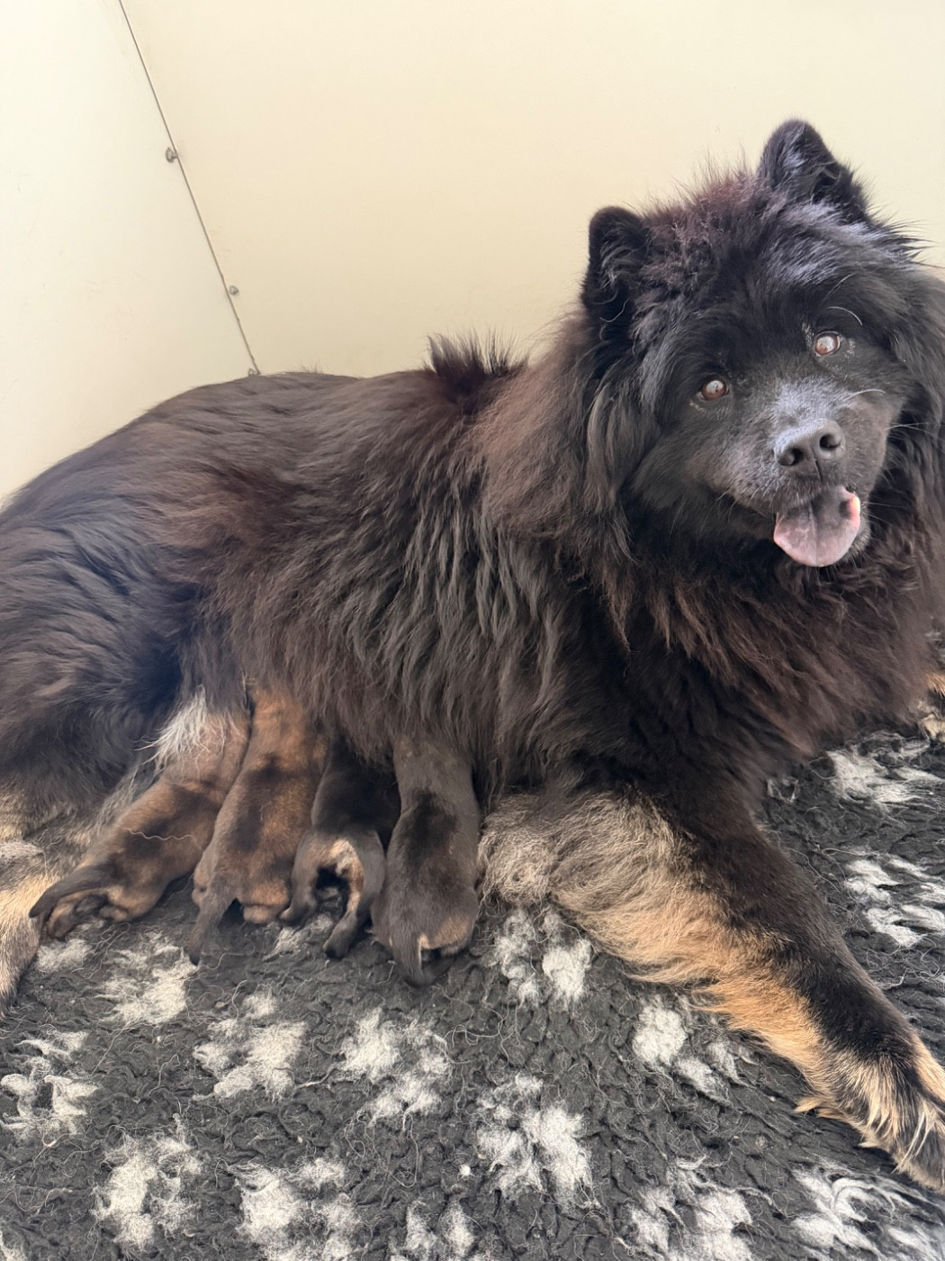Des Ours De La Petite Sibérie - Eurasier - Portée née le 25/03/2026