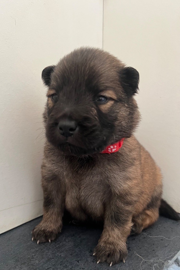 Des Ours De La Petite Sibérie - Chiots disponibles - Eurasier