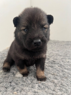 CHIOT