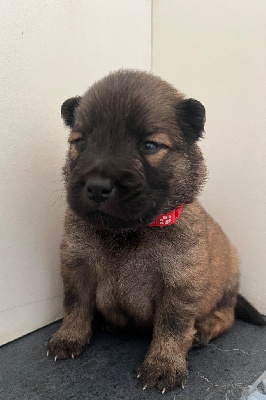 CHIOT