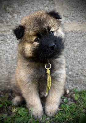 Jaune