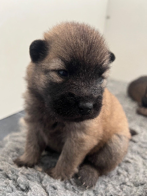 CHIOT