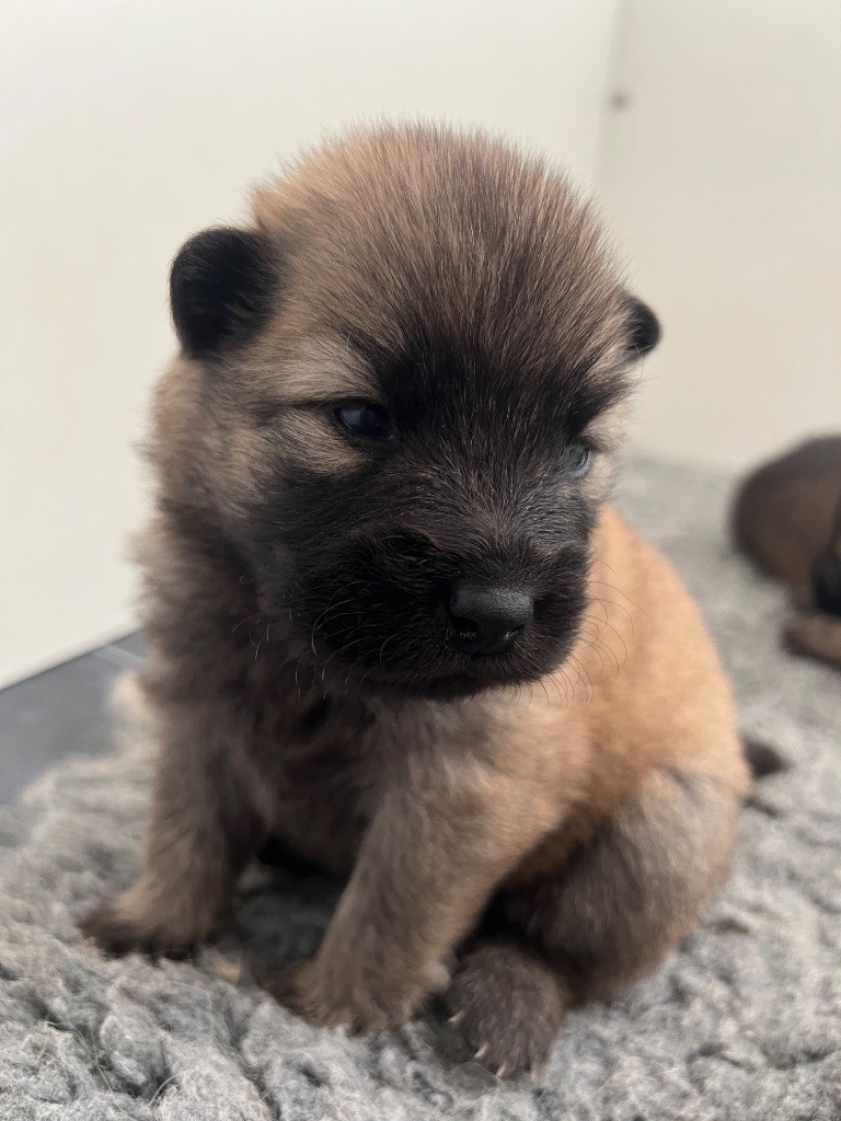 Des Ours De La Petite Sibérie - Chiots disponibles - Eurasier